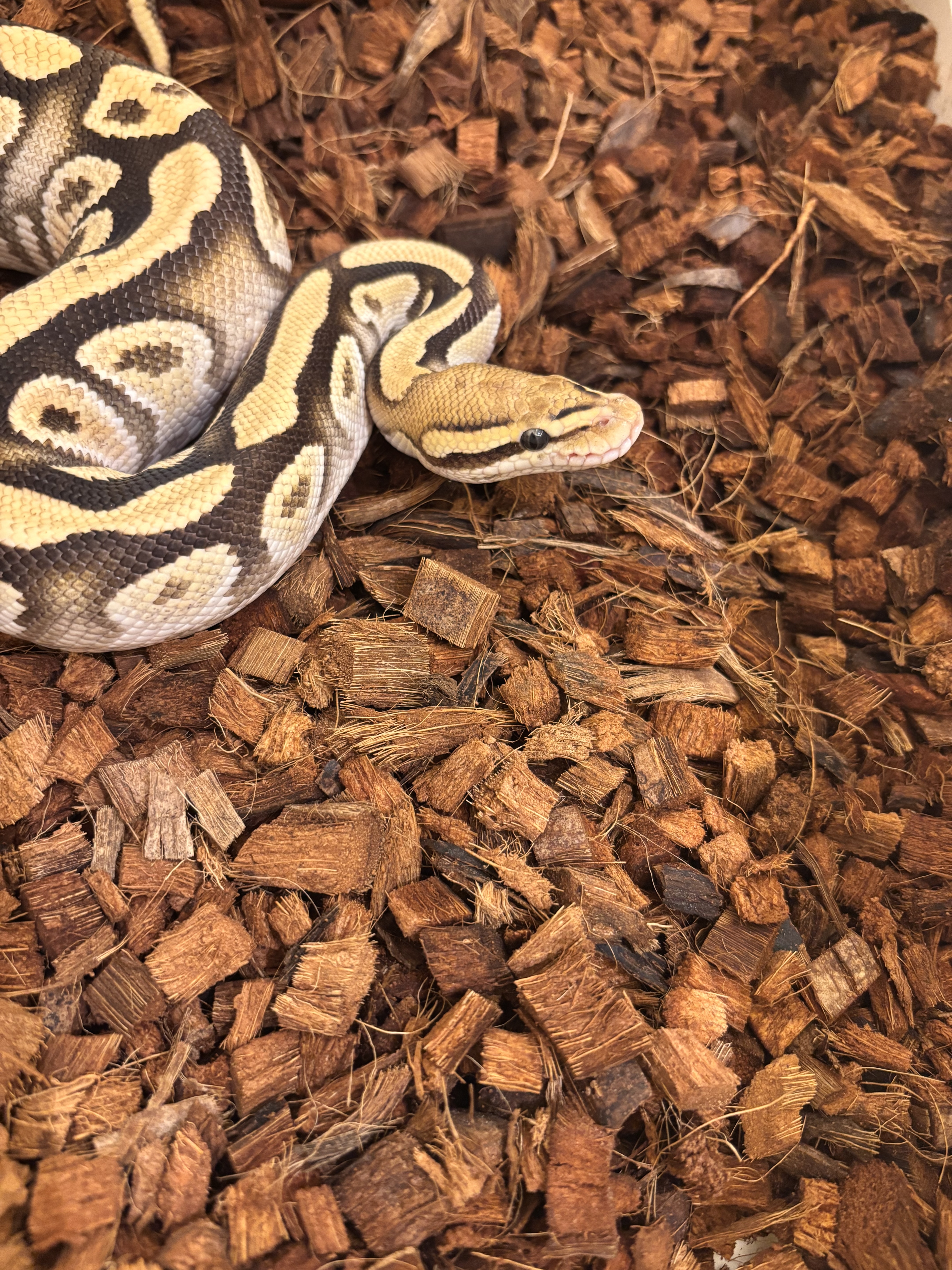 Snake 1